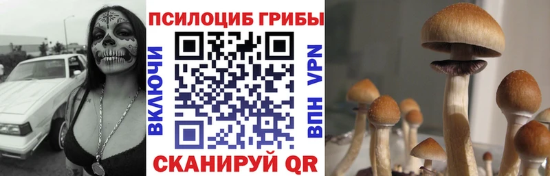 Псилоцибиновые грибы Cubensis  mega как войти  Арзамас  где продают  